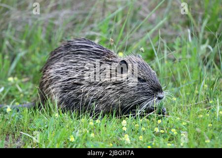 Coypu (Myocastor coypus) Fütterung, Camargue, Frankreich. Stockfoto