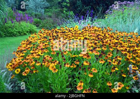 Klumpen von gelben/orangen/bronzefarbenen Helenium 'Waltraut' (Sneezeeed) Blumen, die an einer Grenze im RHS Garden Harlow Carr, Harrogate, Yorkshire, England, Großbritannien, angebaut werden. Stockfoto