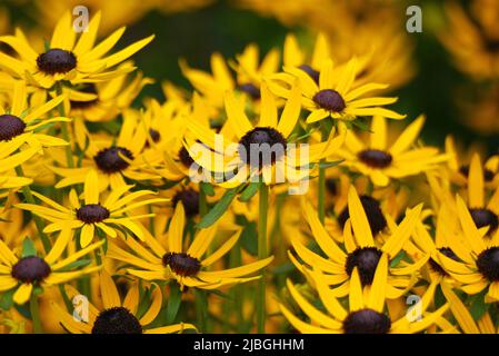 Klumpen von gelben Rudbeckia 'Goldsturm' Black Eyed Susan Blumen in einer Grenze bei RHS Garden Harlow Carr, Harrogate, Yorkshire, England, Großbritannien gewachsen. Stockfoto