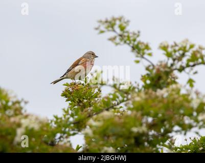 Männliches gewöhnliches Linnet (Linaria cannabina) in einem Baum Stockfoto