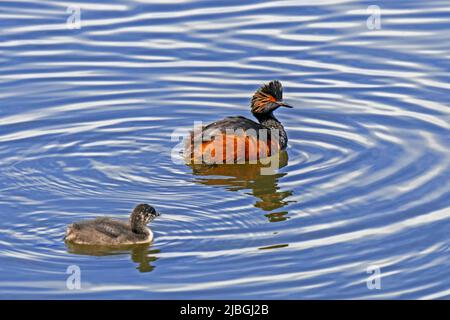 Schwarzhalskrebsen-/Ohrtaucher (Podiceps nigricollis) im Frühjahr im Zuchtgefieder mit Jungfischen im Teich schwimmend Stockfoto