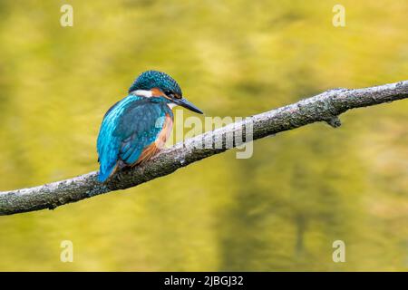 Gewöhnlicher Eisvögel (Alcedo atthis) im Frühjahr in einem Baum über dem Wasser des Teiches thront Stockfoto