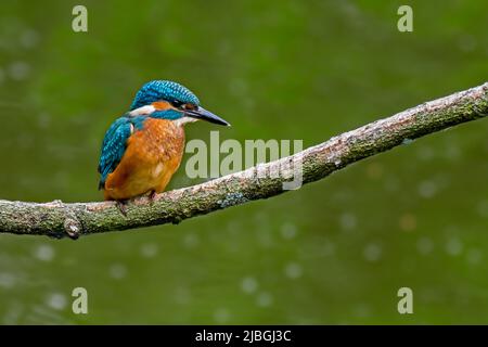 Gewöhnlicher Eisvögel (Alcedo atthis) im Frühjahr in einem Baum über dem Wasser des Teiches thront Stockfoto