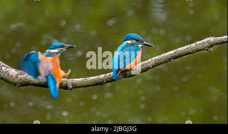 Zwei gewöhnliche Eisvögel (Alcedo atthis), ein Jungtier und das andere Jungtier, das im Frühjahr auf einem Zweig über dem Wasser des Teiches thront Stockfoto