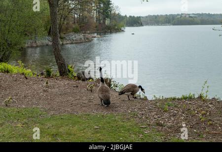 Spot Pond in Middlesex, Massachusetts, USA Stockfoto