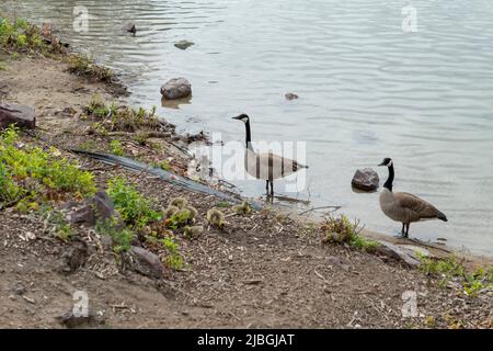 Spot Pond in Middlesex, Massachusetts, USA Stockfoto