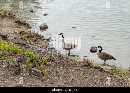 Spot Pond in Middlesex, Massachusetts, USA Stockfoto