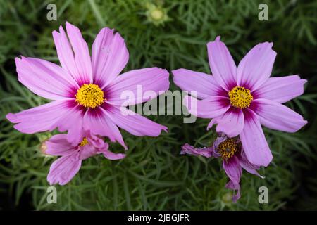 Blühende Cosmos bipinnatus (Gartenkosmos oder mexikanischer Aster) blüht. Konzentriere dich auf das gelbe Zentrum der richtigen Blume und die Blütenblätter der richtigen Blume Stockfoto