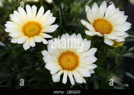 Drei weiß blühende Sonnenblumen aus Gazania mit orangegelbem Herz in einem Garten, der von grünen Blättern umgeben ist. Konzentrieren Sie sich auf die Blütenblätter der Blume unten Stockfoto