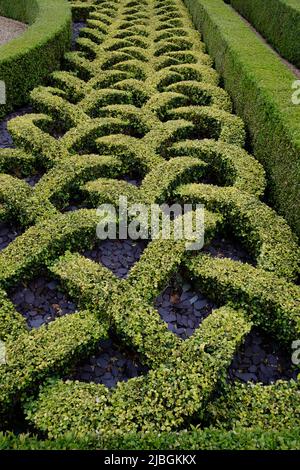 Dekorative Hecke im Highnam Court Garden, Highnam, Gloucestershire Stockfoto