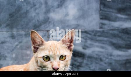 Die Nahaufnahme einer streunenden Ingwerkatze, die den Betrachter neugierig auf den alten Tempel in Bangkok, Thailand, anschaut. Stockfoto