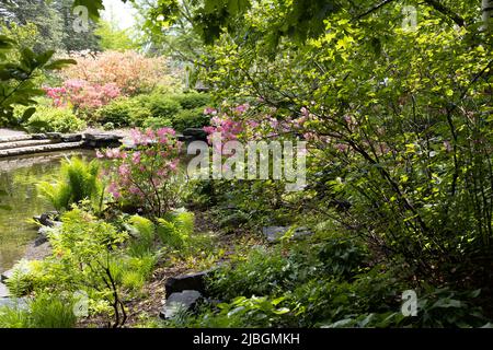 Der Azaleen-Garten im Minnesota Landscape Arbortum in Chaska, Minnesota. Stockfoto