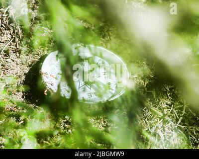 Alle Tiere sind gut im Weltraum orientiert (Wegweiser), da sie einen inneren Kompass haben. Ameisen kriechen auf dem Kompass. Das Konzept der räumlichen Orientierung ( Stockfoto