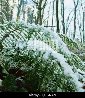 Früher Schnee. Die Herbstdickichte der Farne sind mit Schnee bedeckt, der für den südlichen, subtropischen Wald unerwartet ist Stockfoto