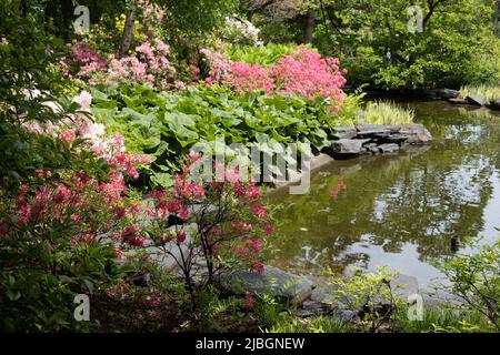 Der Azaleen-Garten im Minnesota Landscape Arbortum in Chaska, Minnesota. Stockfoto