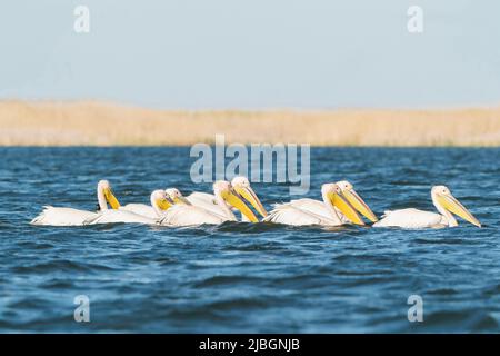 Großer weißer Pelikan, Pelecanus onocrotalus, Gruppe von Vögeln, die auf dem Wasser schwimmen, Donaudelta, Rumänien, 27. April 2022 Stockfoto