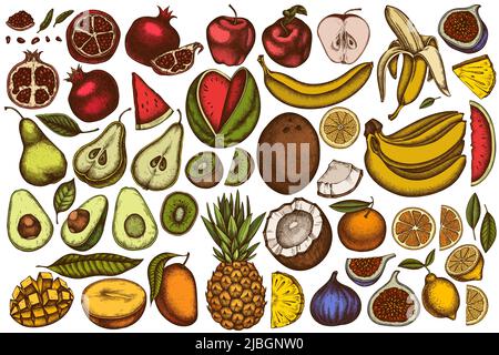 Früchte handgezeichnete Vektor-Illustrationen-Kollektion. Farbige Bananen, Birnen, Kiwi usw. Stock Vektor