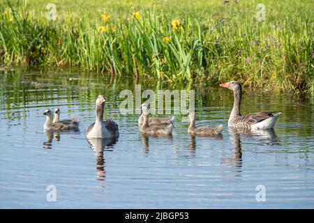 Nahaufnahme die watchful Schwimmfamilie Greylag Goose, Anser anser, mit Küken, die zwischen ihnen in einem Graben zwischen saftig grünen Wiesen und Bogenwellen schwimmen, ist zu hören Stockfoto