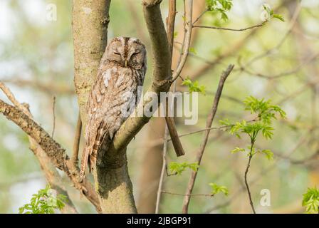 Waldkauz, Strix aluco, alleinerziehend, am Tag auf dem Ast eines Baumes sitzend, Rumänien Stockfoto