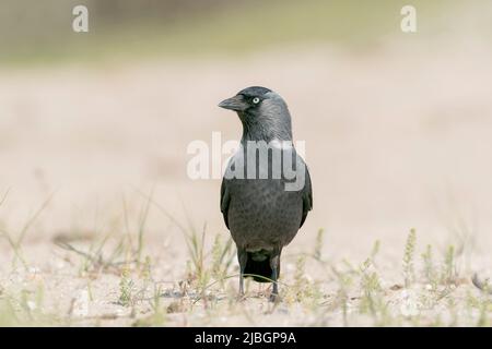 westliche Dohle, Corvus monedula, alleinerziehend auf dem Boden stehend, Rumänien Stockfoto