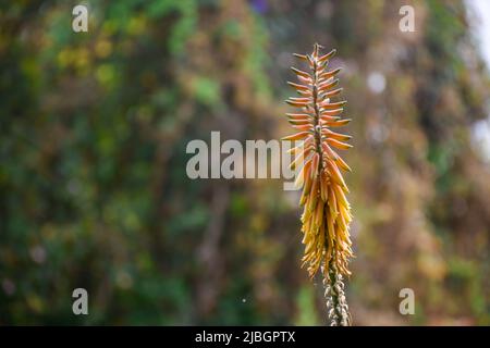 Australische Asphodelaceae; blühende, orange Aloe Vera Blüten Stockfoto