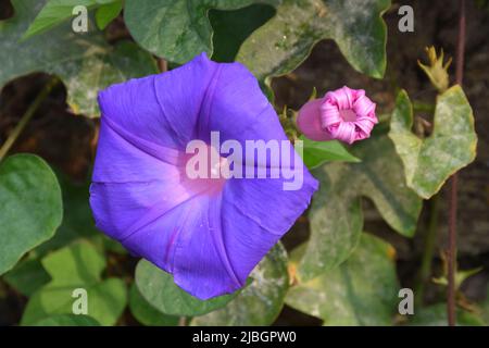 Morning Glory Pflanzen produzieren attraktive trichterförmige Blüten in verschiedenen Schattierungen wie weiß, rot, blau, lila und gelb Stockfoto