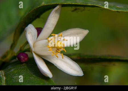 Zitronenbäume produzieren schöne, weiße, duftende Blüten, die das ganze Jahr über erscheinen können Stockfoto