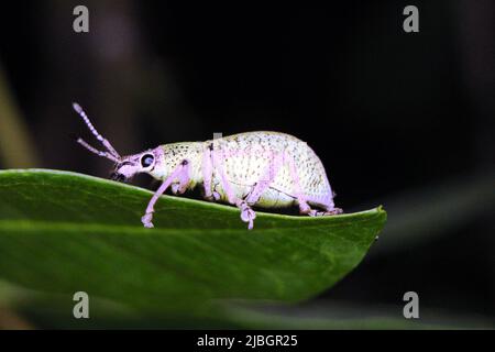 Grünes Blatt-Weevil (Polydrusus sericeus) isoliert auf einem grünen tropischen Blatt mit dunklem Hintergrund Stockfoto