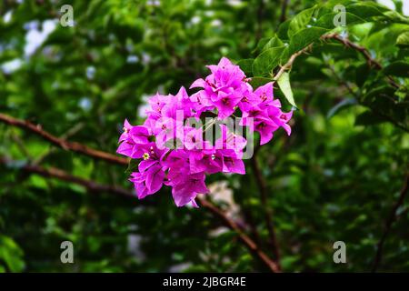 Winter Bougainvillea. Sri Lanka Stockfoto