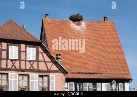 Storch brütet auf dem Dach eines traditionellen Fachwerkhauses in Riquewihr, Frankreich. Die Kacheln um das Nest sind durch den Kot des Vogels weiß gefärbt Stockfoto