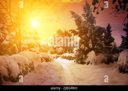 Fantastisch schöner Sonnenuntergang im verschneiten Wald. Stockfoto