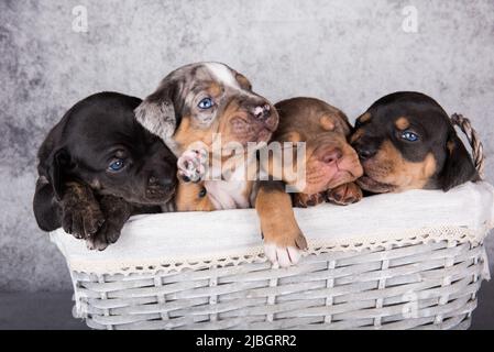 Vier Louisiana Catahoula Leopard Dogs Welpen auf grauem Hintergrund Stockfoto