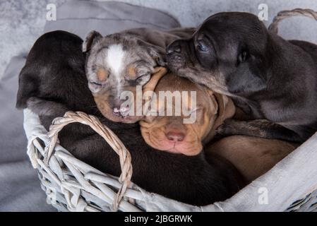 Vier Louisiana Catahoula Leopard Dogs Welpen auf grauem Hintergrund Stockfoto