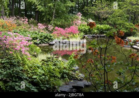 Der Azaleen-Garten im Minnesota Landscape Arbortum in Chaska, Minnesota. Stockfoto