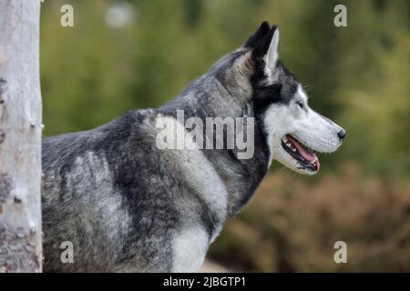 Nahaufnahme des lustigen und glücklichen jungen grauen und weißen sibirischen Husky Stockfoto