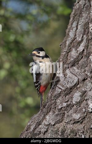 Weibchen Buntspecht auf der Seite eines Baumes thront. Stockfoto
