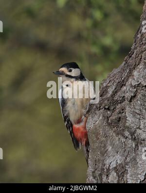 Weibchen Buntspecht auf der Seite eines Baumes thront. Stockfoto