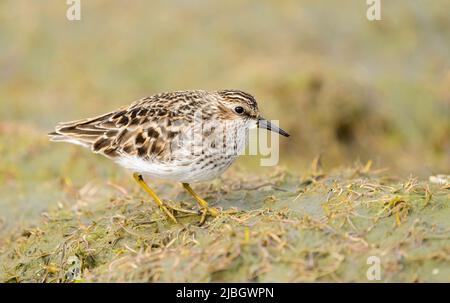 Am wenigsten Sandpiper, der auf Schlammflattern in der Hartney Bay in Südzentralalaska auf Nahrungssuche ist. Stockfoto