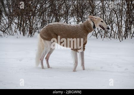 Ein Hund in einem Wollpullover auf einem Spaziergang in einem Schneefeld. Stockfoto