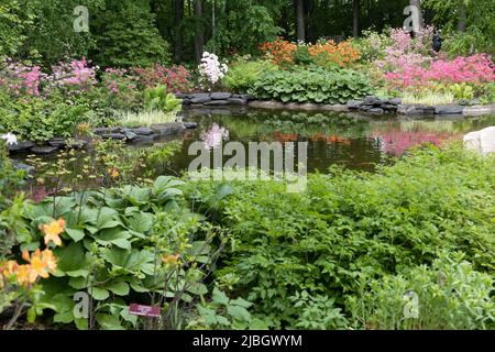 Der Azaleen-Garten im Minnesota Landscape Arbortum in Chaska, Minnesota. Stockfoto