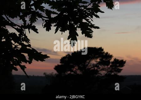 Schwarze Silhouette aus Eichenblättern in der Abenddämmerung vor einem regenbogenfarbenen Sonnenuntergang. Regenbogenverlaufshimmel mit rosa und violetten Wolken Stockfoto