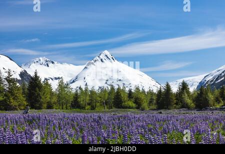 Die lebhaften arktischen Lupinen stehen im Kontrast zum Bard Peak und den anderen schneebedeckten Bergen des Portage Valley in Südzentralalaska. Stockfoto