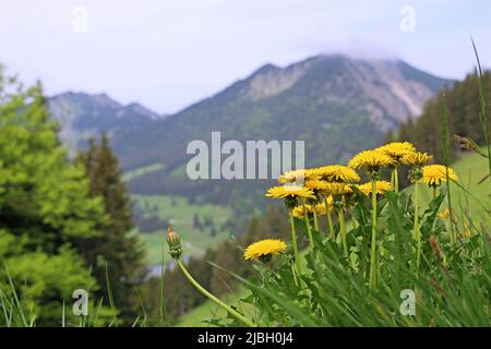 Eine Gruppe blühender Waldelonen auf einem Pfad in den Bergen Stockfoto