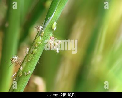 Grüne Blattläuse, Acyrthosiphon pisum, leben und tot, auf Schnittlauch, Nahaufnahme eines saftsaugenden Insekts aus der Blattlausfamilie Stockfoto