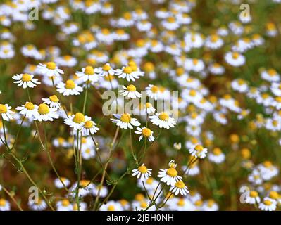 Nahaufnahme von blühenden Kamillenfeldern, Kamillenblüten im Sommerhintergrund Stockfoto