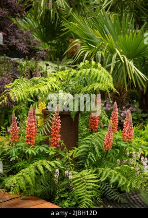 Lupinus „Towering Inferno“, Dryopteris filix-Mas, Trachycarpus fortunei und Tiarella ‘Sugar & Spice’ im Kingston Maurward Space in Garden d Stockfoto