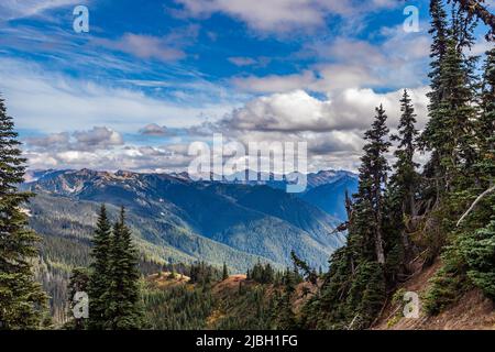 An einem schönen Septembertag umrahmten hohe Kiefern die Gebirgskette von The Turban Ridge im Olympic National Park im Bundesstaat Washington. Stockfoto