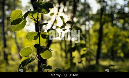 Junge Espe wächst im Wald, Foto in goldener Stunde Stockfoto