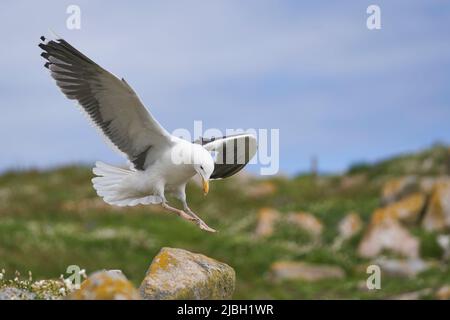 Große Schwarzrückenmöwe (Larus marinus) brütet auf der Great Saltee Island vor der irischen Küste. Stockfoto