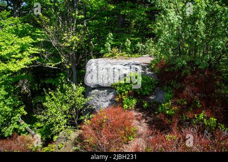 Erlebnisweg Heinrichs, ein Wanderweg im Waldgebiet - am Mandelstein Stockfoto